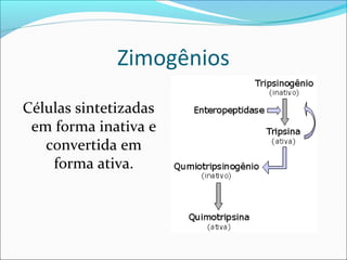 Zimogênios
Células sintetizadas
 em forma inativa e
   convertida em
    forma ativa.
 