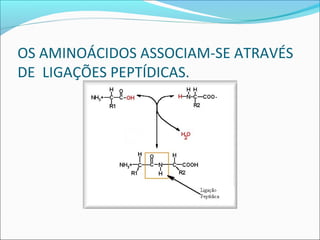 OS AMINOÁCIDOS ASSOCIAM-SE ATRAVÉS
DE LIGAÇÕES PEPTÍDICAS.
 