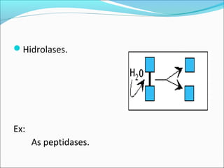 Hidrolases.




Ex:
      As peptidases.
 