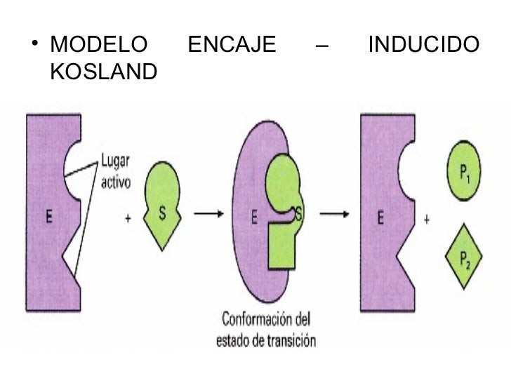 Enzimas