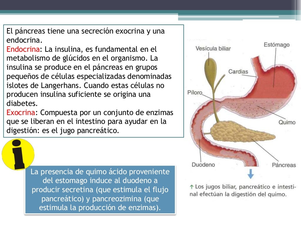 Enzimas pancreaticas