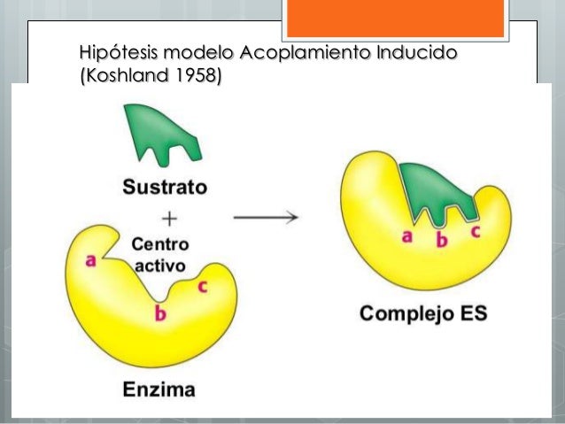 Enzimas