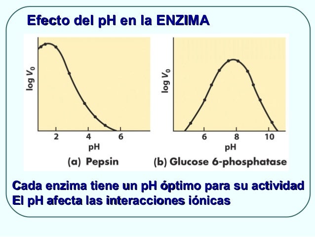 Enzimas