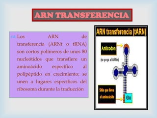 ARN TRANSFERENCIA
 Los

ARN

de

transferencia (ARNt o tRNA)
son cortos polímeros de unos 80
nucleótidos que transfiere un
aminoácido

específico

al

polipéptido en crecimiento; se
unen a lugares específicos del

ribosoma durante la traducción

 