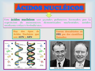 ÁCIDOS NUCLÉICOS

Hay dos tipos de
Acidos Nucleicos que
son: ADN y ARN

Fueron descubiertos en
1951 por dos científicos
llamados:

 