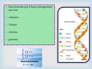  Esta formado por 4 bases nitrogenadas
que son:
 Adenina
 Timina
 citosina
 guanina

 