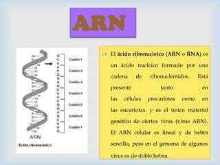 ARN
 El ácido ribonucleico (ARN o RNA) es

un ácido nucleico formado por una
cadena

de

presente
las

células

ribonucleótidos.
tanto
procariotas

Está
en

como

en

las eucariotas, y es el único material
genético de ciertos virus (virus ARN).
El ARN celular es lineal y de hebra
sencilla, pero en el genoma de algunos
virus es de doble hebra.

 