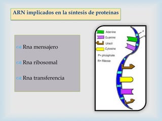ARN implicados en la síntesis de proteínas

 Rna mensajero
 Rna ribosomal
 Rna transferencia

 