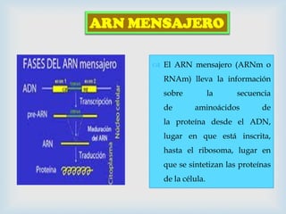 ARN MENSAJERO
 El ARN mensajero (ARNm o
RNAm) lleva la información
sobre
de

la

secuencia

aminoácidos

de

la proteína desde el ADN,

lugar en que está inscrita,
hasta el ribosoma, lugar en
que se sintetizan las proteínas
de la célula.

 