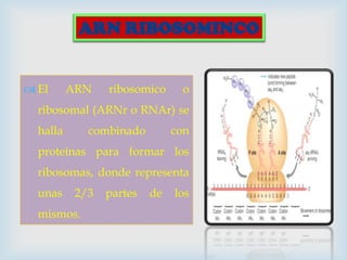 ARN RIBOSOMINCO

 El

ARN

ribosomico

o

ribosomal (ARNr o RNAr) se
halla

combinado

con

proteínas para formar los
ribosomas, donde representa
unas

2/3

mismos.

partes

de

los

 