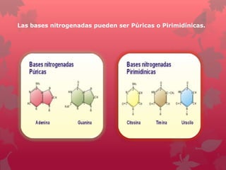 Las bases nitrogenadas pueden ser Púricas o Pirimidínicas.

 