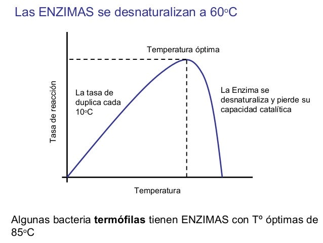 A Que Temperatura Se Desnaturalizan Las Enzimas