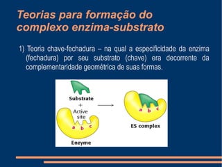 Teorias para formação do
complexo enzima-substrato
1) Teoria chave-fechadura – na qual a especificidade da enzima
(fechadura) por seu substrato (chave) era decorrente da
complementaridade geométrica de suas formas.
 
