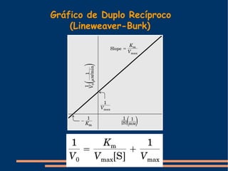 Gráfico de Duplo Recíproco
(Lineweaver-Burk)
 