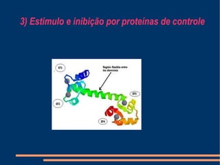 3) Estímulo e inibição por proteínas de controle
 