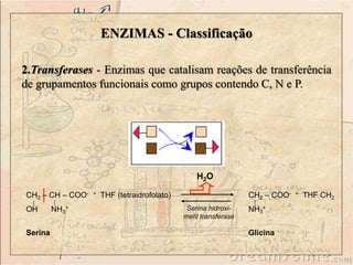 2.Transferases - Enzimas que catalisam reações de transferência
de grupamentos funcionais como grupos contendo C, N e P.
CH2 – COO- + THF CH2
NH3
+
Glicina
CH2 – CH – COO- + THF (tetraidrofolato)
OH NH3
+
Serina
Serina hidroxi-
metil transferase
ENZIMAS - Classificação
H2O
 