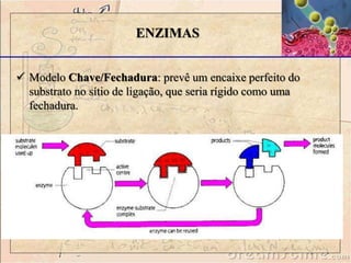  Modelo Chave/Fechadura: prevê um encaixe perfeito do
substrato no sítio de ligação, que seria rígido como uma
fechadura.
ENZIMAS
 