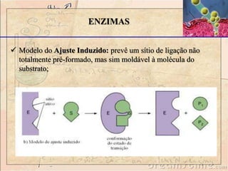  Modelo do Ajuste Induzido: prevê um sítio de ligação não
totalmente pré-formado, mas sim moldável à molécula do
substrato;
ENZIMAS
 
