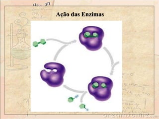 Ação das Enzimas
 