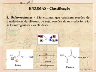 ENZIMAS - Classificação 
1. Oxidorredutases - São enzimas que catalisam reações de 
transferência de elétrons, ou seja: reações de oxi-redução. São 
as Desidrogenases e as Oxidases. 
+ NAD+ 
[R] 
[O] + NADH + H 
Lactato 
desidrogenase 
 