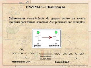 ENZIMAS - Classificação 
5.Isomerases (transferência de grupos dentro da mesma 
molécula para formar isômeros). As Epimerases são exemplos. 
CH3 
- - 
OOC – CH – C – CoA 
O 
Metilmaionil CoA 
OOC – CH2 - CH2 – C – CoA 
O 
Succinil CoA 
Metilmaionil 
CoA mutase 
 