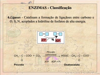 ENZIMAS - Classificação 
6.Ligases - Catalisam a formação de ligaçãoes entre carbono e 
O, S, N, acoplados a hidrólise de fosfatos de alta energia. 
Piruvato 
carboxilase 
CH3 – C – COO- + CO2 HOOC – CH2 – C – COO-O 
O 
ATP ADP + Pi 
Piruvato Oxaloacetato 
 