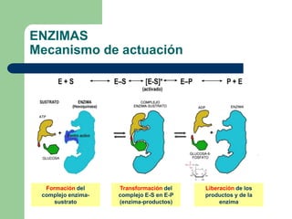 Activación del
complejo enzima-
sustrato
Transformación del
complejo E-S en E-P
(enzima-productos)
ENZIMAS
Mecanismo de actuación
Formación del
complejo enzima-
sustrato
Liberación de los
productos y de la
enzima
 
