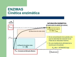 ENZIMAS
Cinética enzimática
• Es la concentración de sustrato a la
que la velocidad de reacción es la
mitad de la velocidad máxima.
• Es una medida de la afinidad de la
enzima por el sustrato:
KM alta  AFINIDAD baja
 