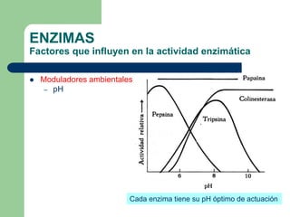 ENZIMAS
Factores que influyen en la actividad enzimática
 Moduladores ambientales
– pH
Cada enzima tiene su pH óptimo de actuación
 