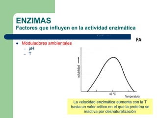 La velocidad enzimática aumenta con la T
hasta un valor crítico en el que la proteína se
inactiva por desnaturalización
ENZIMAS
Factores que influyen en la actividad enzimática
 Moduladores ambientales
– pH
– T
 