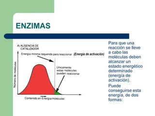 ENZIMAS
Para que una
reacción se lleve
a cabo las
moléculas deben
alcanzar un
estado energético
determinado
(energía de
activación).
Puede
conseguirse esta
energía, de dos
formas:
 