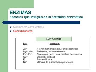 ENZIMAS
Factores que influyen en la actividad enzimática
 Moduladores ambientales
 Cocatalizadores
 