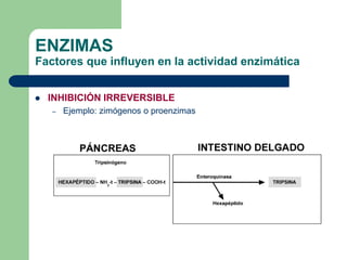 ENZIMAS
Factores que influyen en la actividad enzimática
 INHIBICIÓN IRREVERSIBLE
– Ejemplo: zimógenos o proenzimas
 