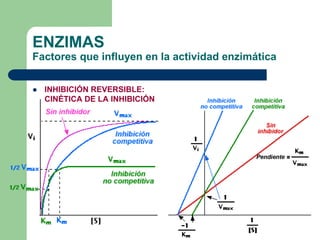 ENZIMAS
Factores que influyen en la actividad enzimática
 INHIBICIÓN REVERSIBLE:
CINÉTICA DE LA INHIBICIÓN
 