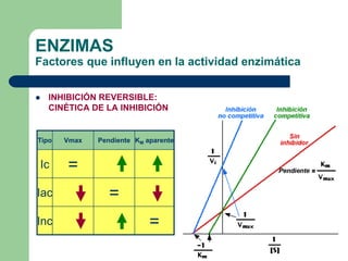 ENZIMAS
Factores que influyen en la actividad enzimática
 INHIBICIÓN REVERSIBLE:
CINÉTICA DE LA INHIBICIÓN
=Inc
=Iac
=Ic
KM aparentePendienteVmaxTipo
 