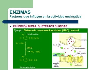 ENZIMAS
Factores que influyen en la actividad enzimática
 INHIBICIÓN MIXTA: SUSTRATOS SUICIDAS
Ejemplo: Sistema de la monoaminooxidasa (MAO) cerebral
HO
HO
CHOH CH2 NH2
O2 + H2O
NH3 + H2O2
HO
HO
CHOH CHO
Noradrenalina
Dihidroxifenilglicol
MAO
 