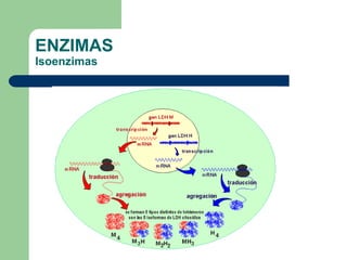 ENZIMAS
Isoenzimas
 