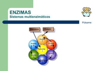 ENZIMAS
Sistemas multienzimáticos
Púlsame
 