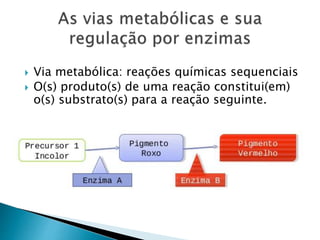  Via metabólica: reações químicas sequenciais
 O(s) produto(s) de uma reação constitui(em)
o(s) substrato(s) para a reação seguinte.
 