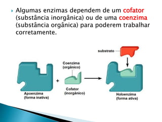  Algumas enzimas dependem de um cofator
(substância inorgânica) ou de uma coenzima
(substância orgânica) para poderem trabalhar
corretamente.
 