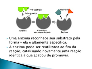  Uma enzima reconhece seu substrato pela
forma – ela é altamente específica.
 A enzima pode ser reutilizada ao fim da
reação, catalisando novamente uma reação
idêntica à que acabou de promover.
 