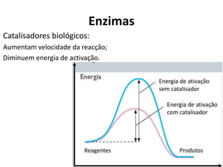 Enzimas
Catalisadores biológicos:
Aumentam velocidade da reacção;
Diminuem energia de activação.
 