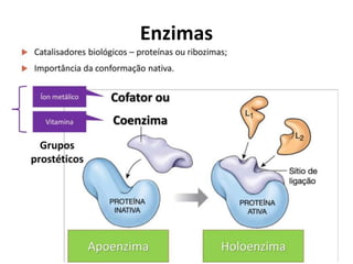 Enzimas
 