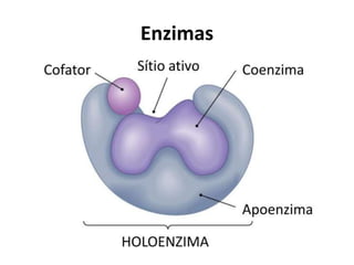 Enzimas
 