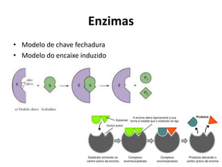 • Modelo de chave fechadura
• Modelo do encaixe induzido
Enzimas
 
