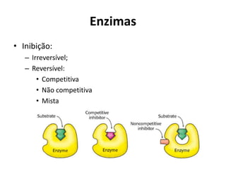 • Inibição:
– Irreversível;
– Reversível:
• Competitiva
• Não competitiva
• Mista
Enzimas
 