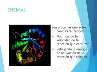 ENZIMAS
Son proteínas que actúan
como catalizadores:
 Modificando la
velocidad de la
reacción que catalizan
 Rebajando la energía
de activación de la
reacción que regulan.
 