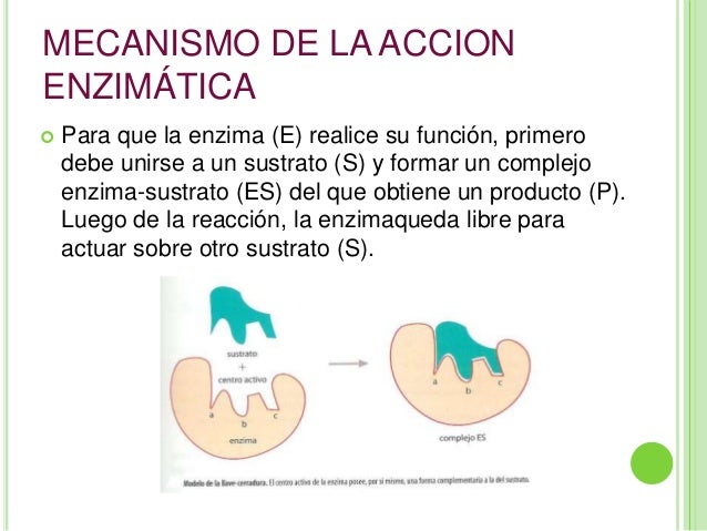 Mecanismo De Accion De Las Enzimas