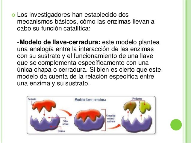 Enzimas
