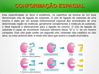 Esta especificidade se deve à existência, na superfície da enzima de um local
denominado sítio de ligação do substrato. O sítio de ligação do substrato de uma
enzima é dado por um arranjo tridimensional especial dos aminoácidos de uma
determinada região da molécula, geralmente complementar à molécula do substrato,
e ideal espacial e eletricamente para a ligação do mesmo. O sítio de ligação do
substrato é capaz de reconhecer inclusive isômeros óticos "D" e "L" de um mesmo
composto. Este sítio pode conter um segundo sítio, chamado sítio catalítico ou sítio
ativo, ou estar próximo dele; é neste sítio ativo que ocorre a reação enzimática.
CONFORMAÇÃO ESPACIALCONFORMAÇÃO ESPACIAL
 